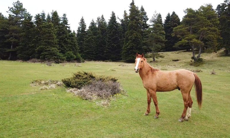 at yaylası